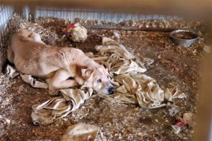 Columbiana animal best sale shelter