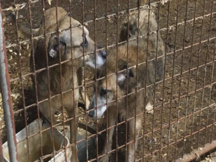 More than 200 animals were seized from Alchemy Acres on Friday after a compliant was filed with the Columbiana County Humane Society.