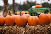 October 'Pumpkin Walk' in Canfield announces results of fundraising event