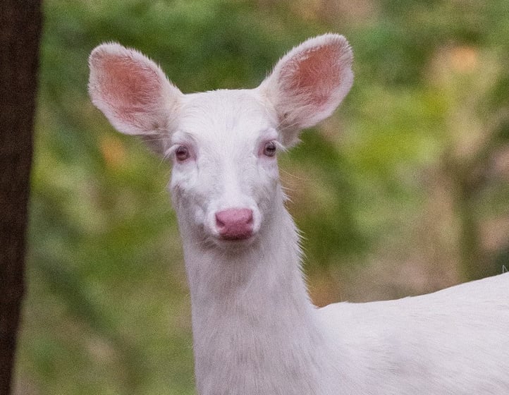 Mill Creek Park's last white deer dies giving birth 