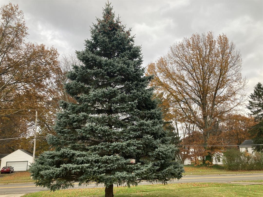 Youngstown Christmas tree due Downtown on Friday - WFMJ.com