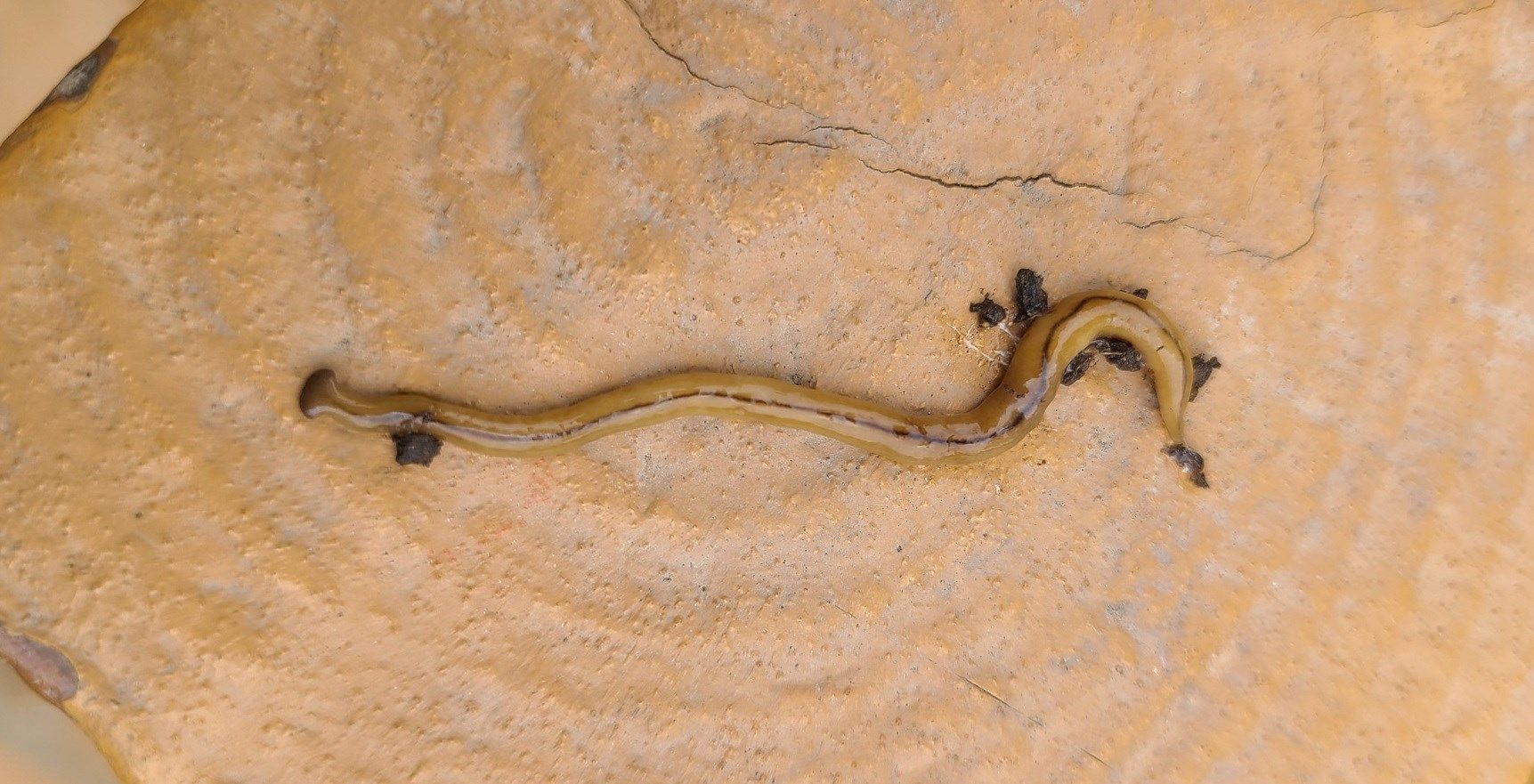 Invasive worm found in Trumbull County