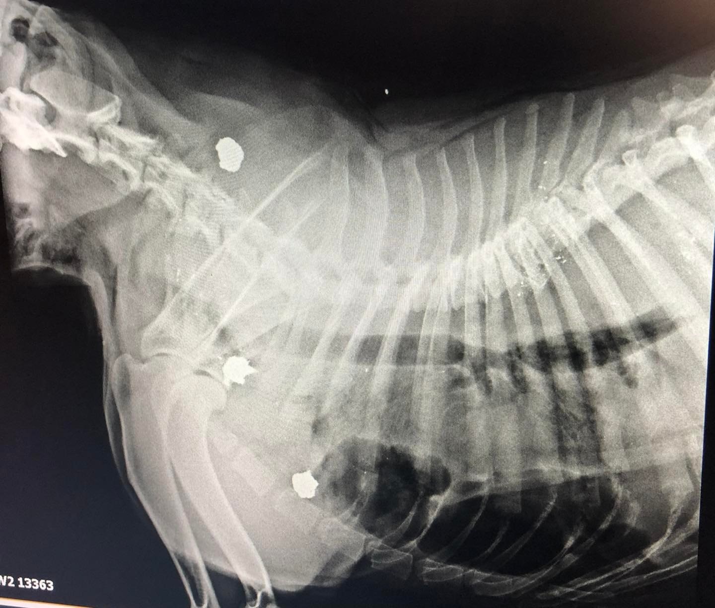 Animal Charity posted an x-ray of Diesel's wounds on Facebook