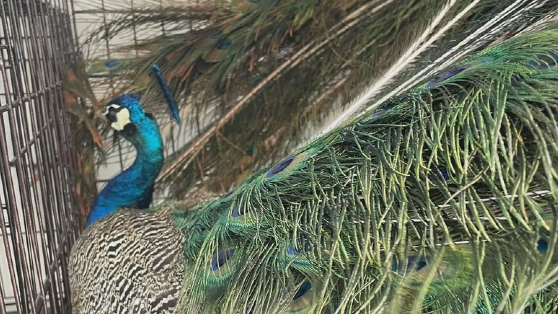 Wandering peacock found on State Route 7 in Columbiana County