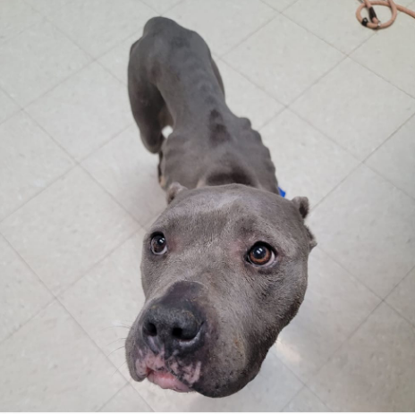 Dogs with online no ears