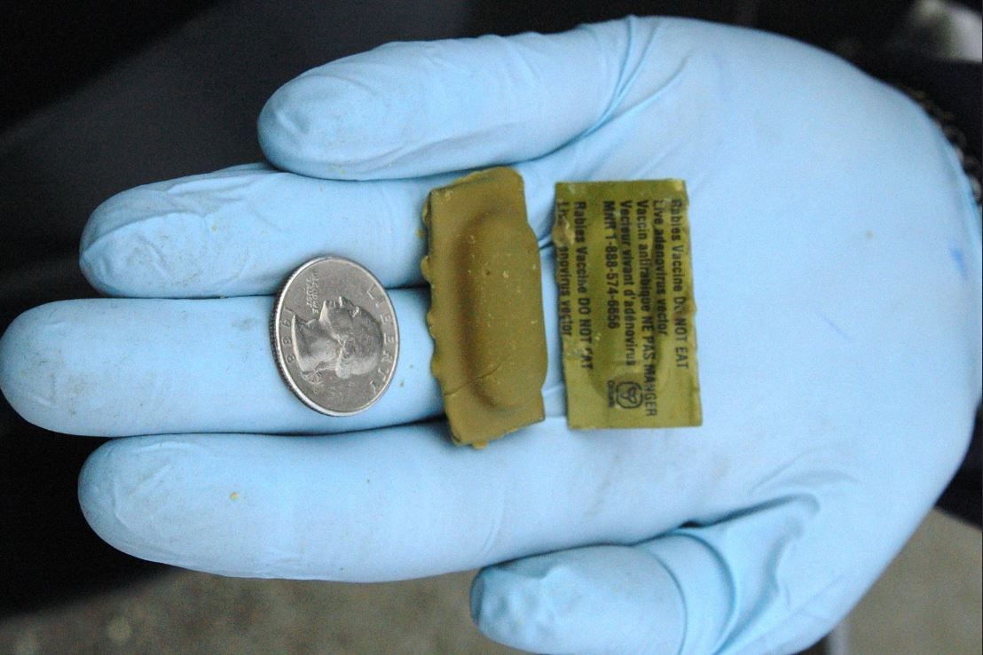 Oral rabies vaccine bait, courtesy of the USDA