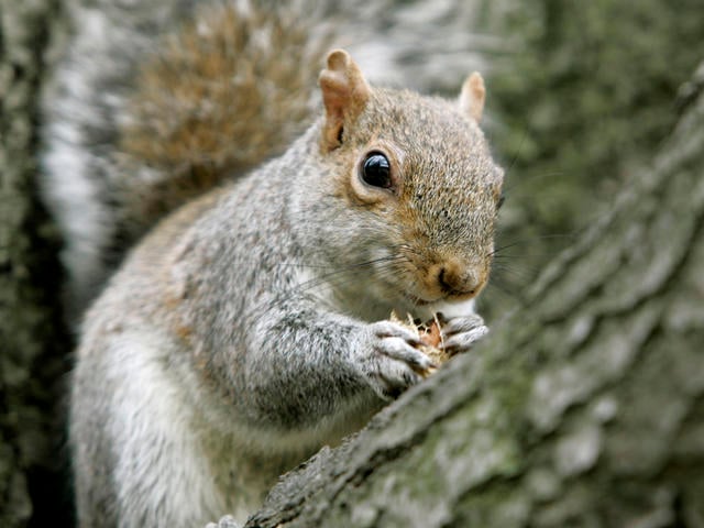 Open season on Ohio squirrels starts Sept. 1 - WFMJ.com