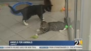 Angels for Animals says we are in a cat crisis