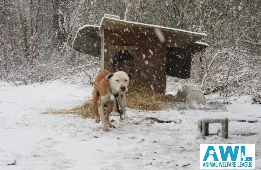 Animal Welfare League reminds owners of laws protecting pets dur Animal Welfare League reminds owners of laws protecting pets dur