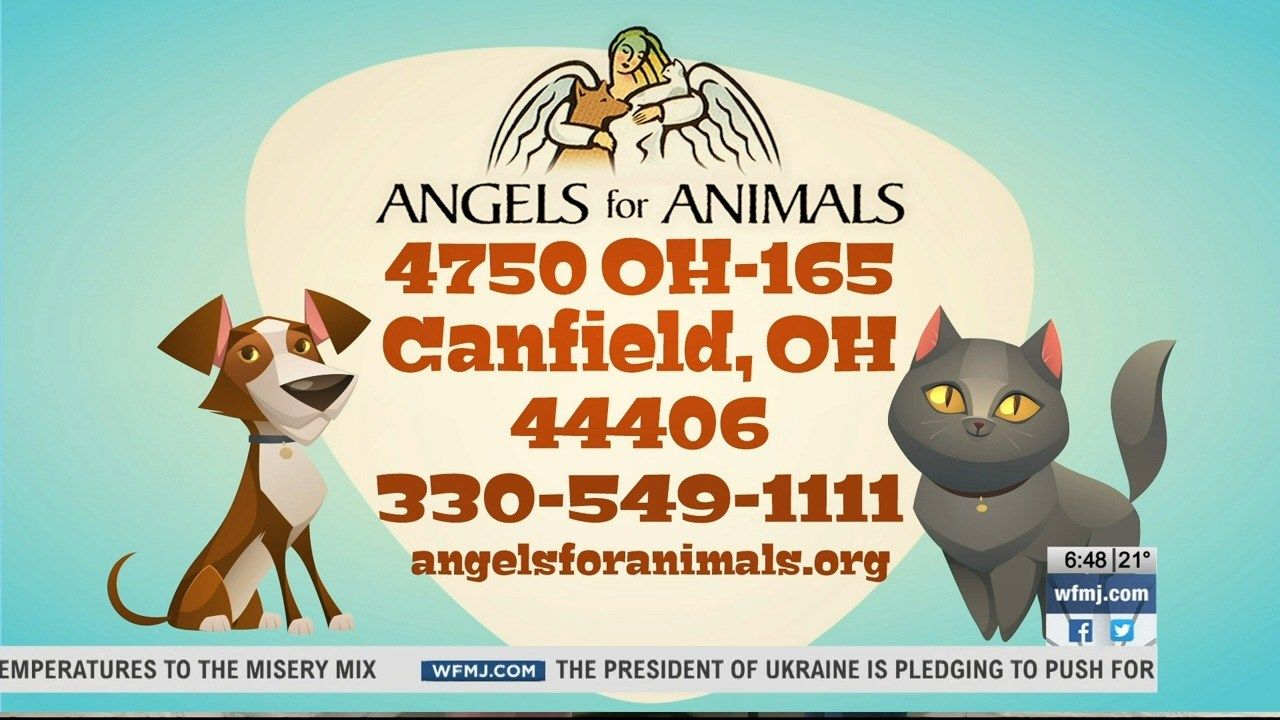 Angels for Animals raising funds ahead of World Spay Day