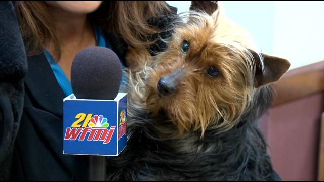 Animal Charity working to process foster homes for 105 puppies from ...