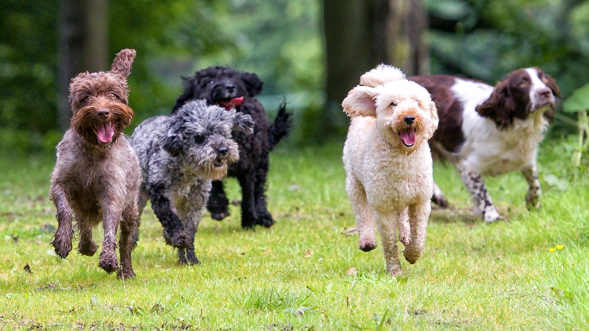 Steel Valley Cluster Dog Show comes to Canfield Fairgrounds - WFMJ.com