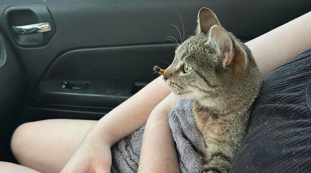 Sparkles, the Bunner family cat, was shot with a bolt from a crossbow on Sunday in Leetonia