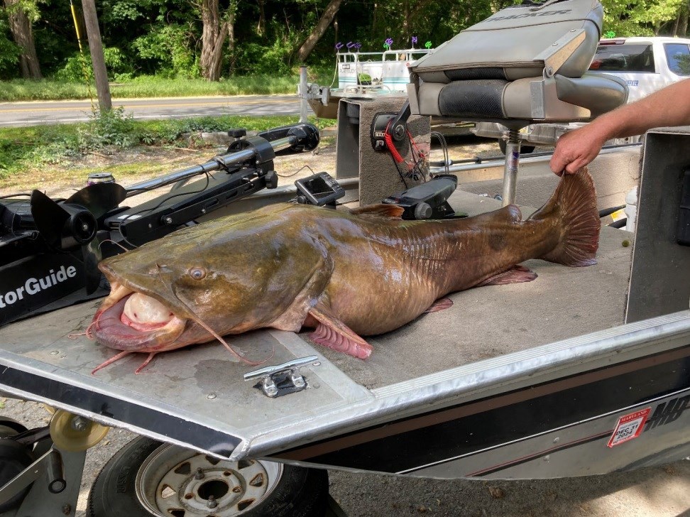 Pennsylvania angler claims new state record with 66 pound catfis 