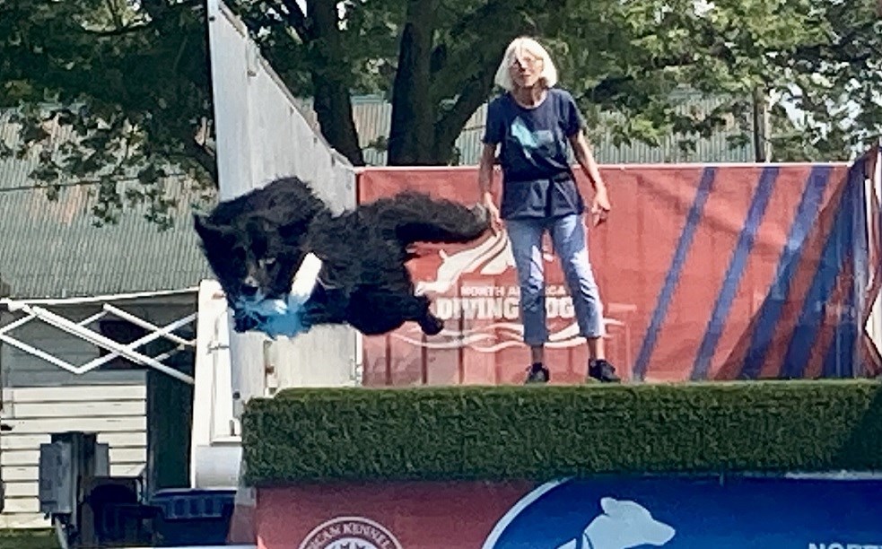 Steel Valley Cluster Dog Show comes to Canfield Fairgrounds Thursday