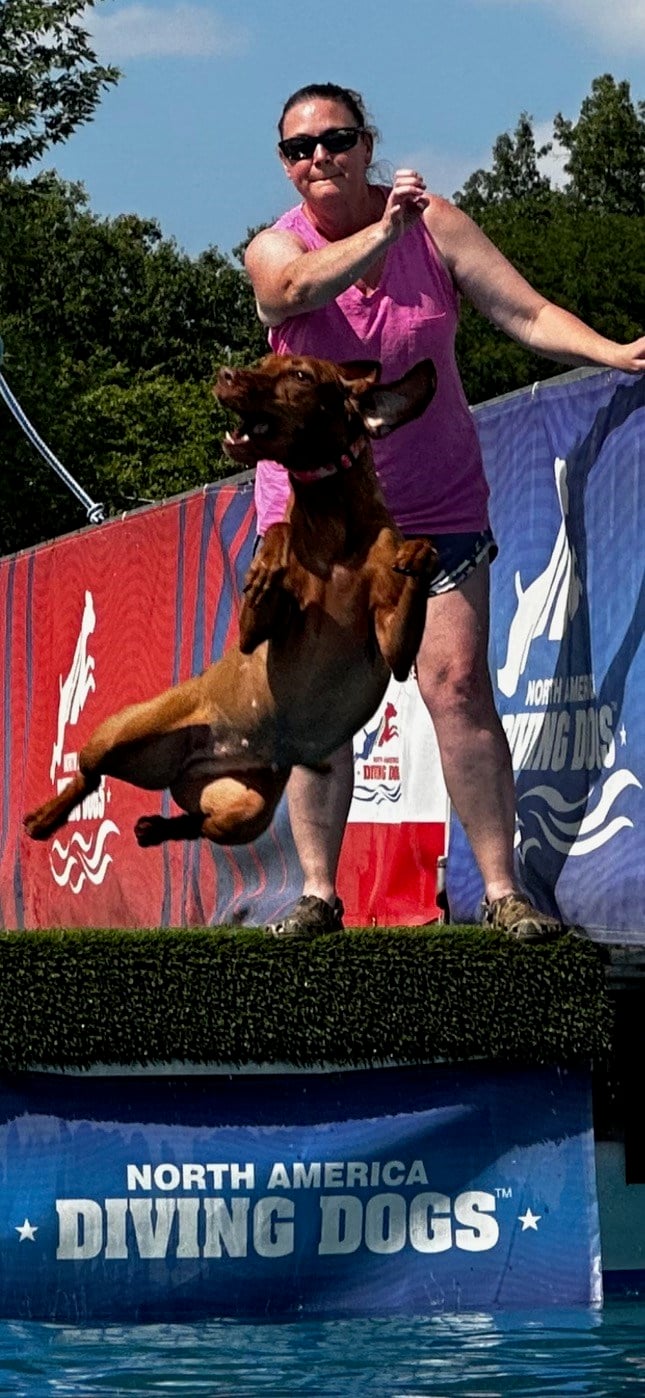 Canine champions in Canfield the costly quest for dog show glory