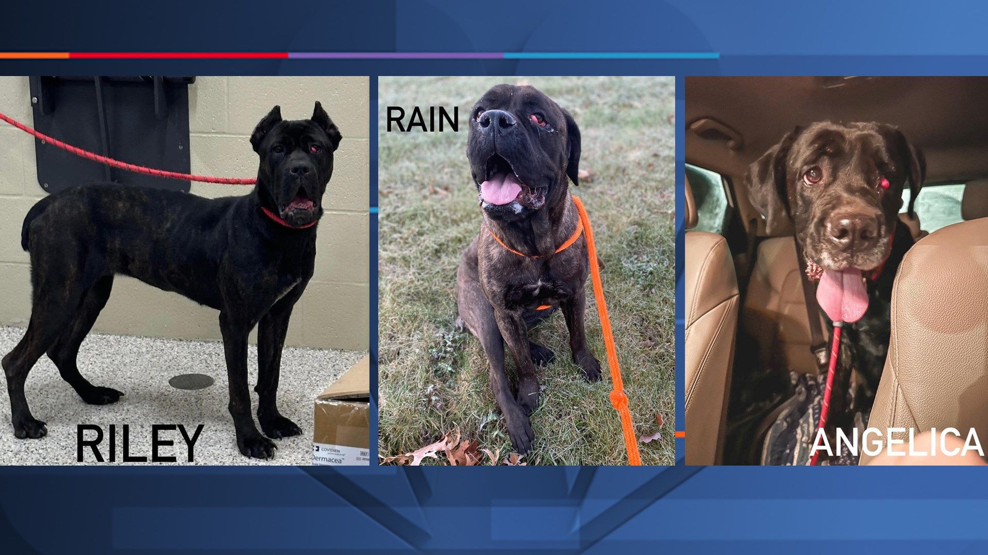 'Angels among us' Mahoning County Dog Warden receives donation to