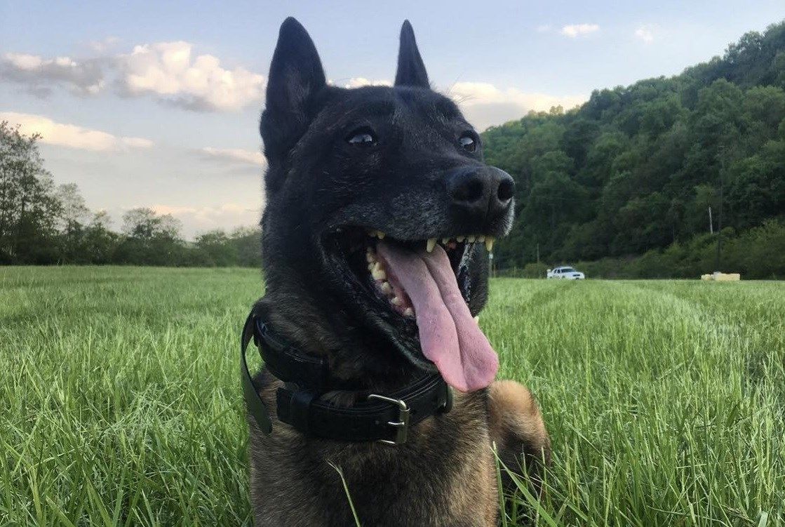 Wellsville mourns loss of beloved police K9 Chief