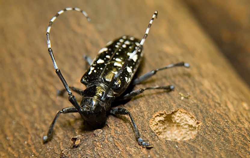 Feds announce plans to battle tree killing beetles in Ohio, other ...