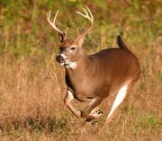 Wildlife Officer charges Salineville deer hunter in Columbiana County