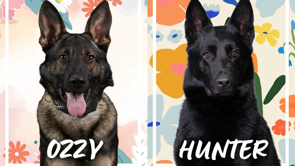 Here are the local dogs in District 4