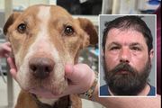 Warren man plans plea in cruelty case after dog euthanized