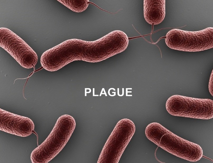 Rare plague death confirmed in Arizona