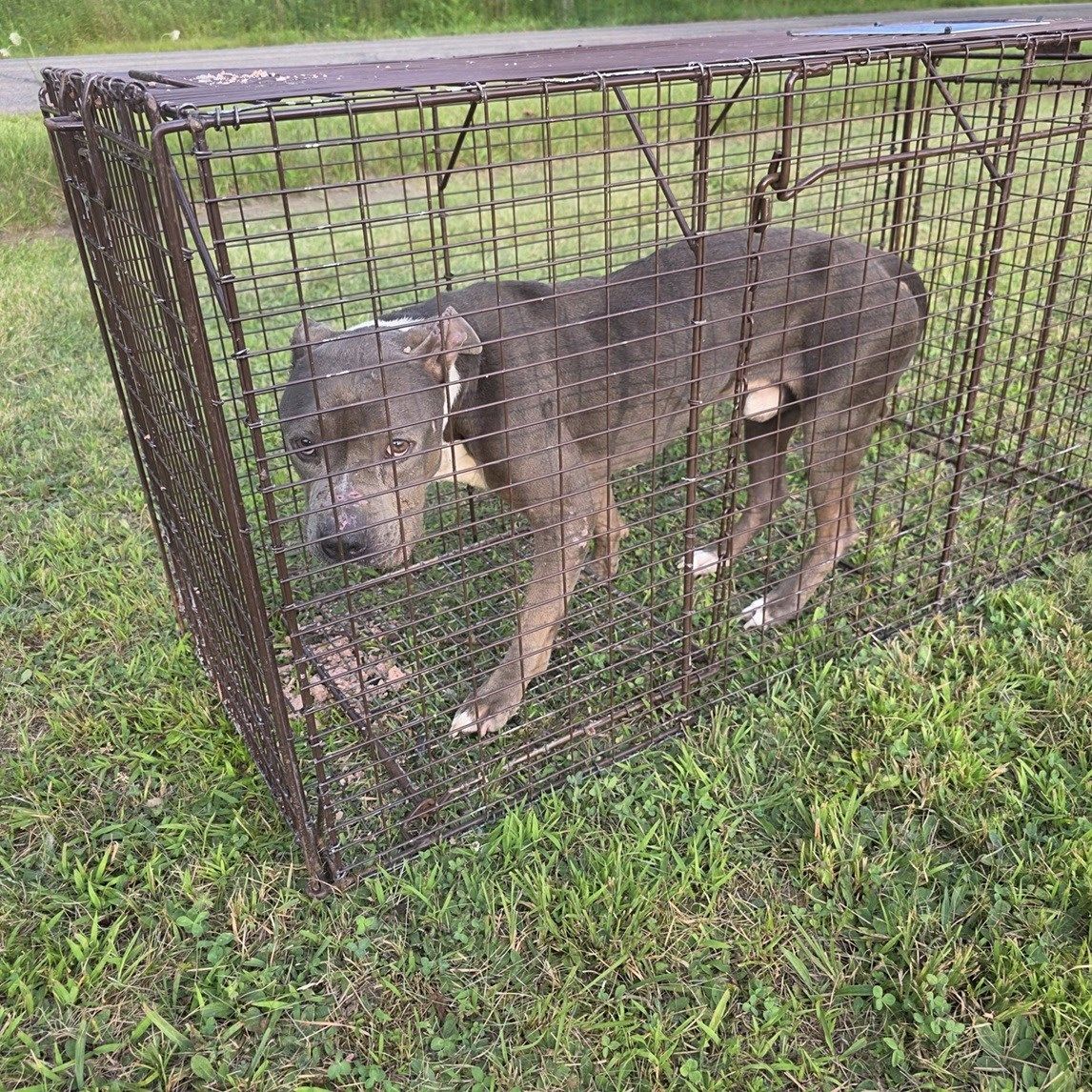 Warren man accused of ditching dog in August arrested on warrant