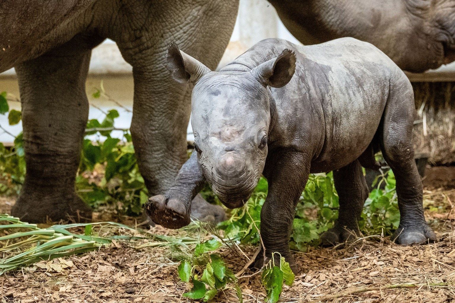Cleveland Zoo announces birth of black rhino