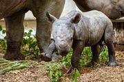 Cleveland Zoo announces birth of black rhino