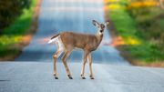 Deer-involved accidents in the Valley on the rise