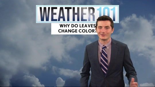 Weather 101: Why do leaves change color?
