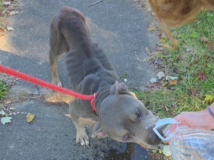 Starving dogs rescued, Warren owner faces charges