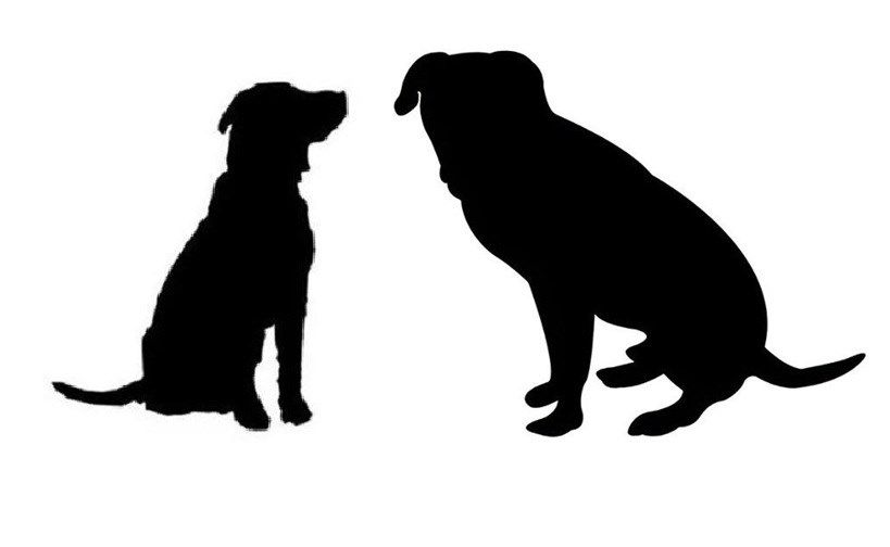 Trumbull County animal shelter in need of homes for over 120 dogs