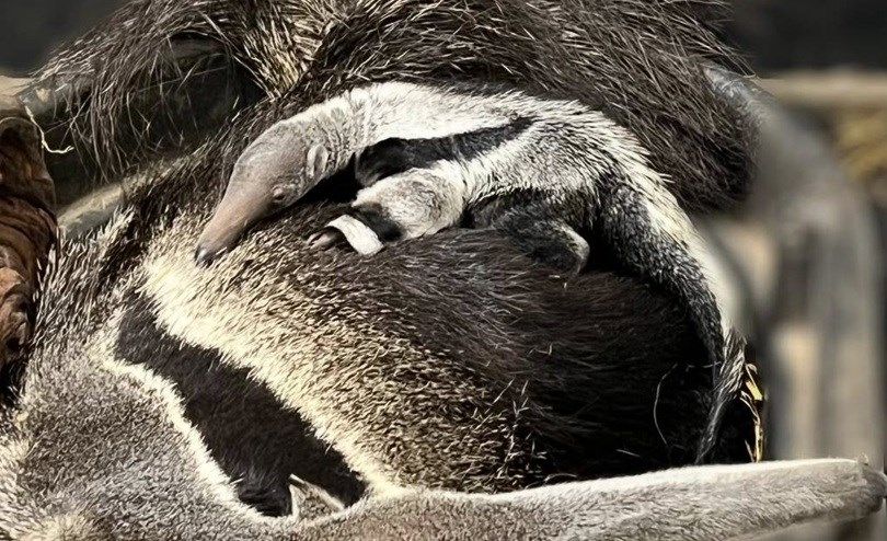 Keystone Safari welcomes tiny, new resident: a giant anteater pup