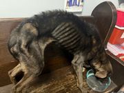 East Liverpool police arrest woman accused of faking abandoned dog story