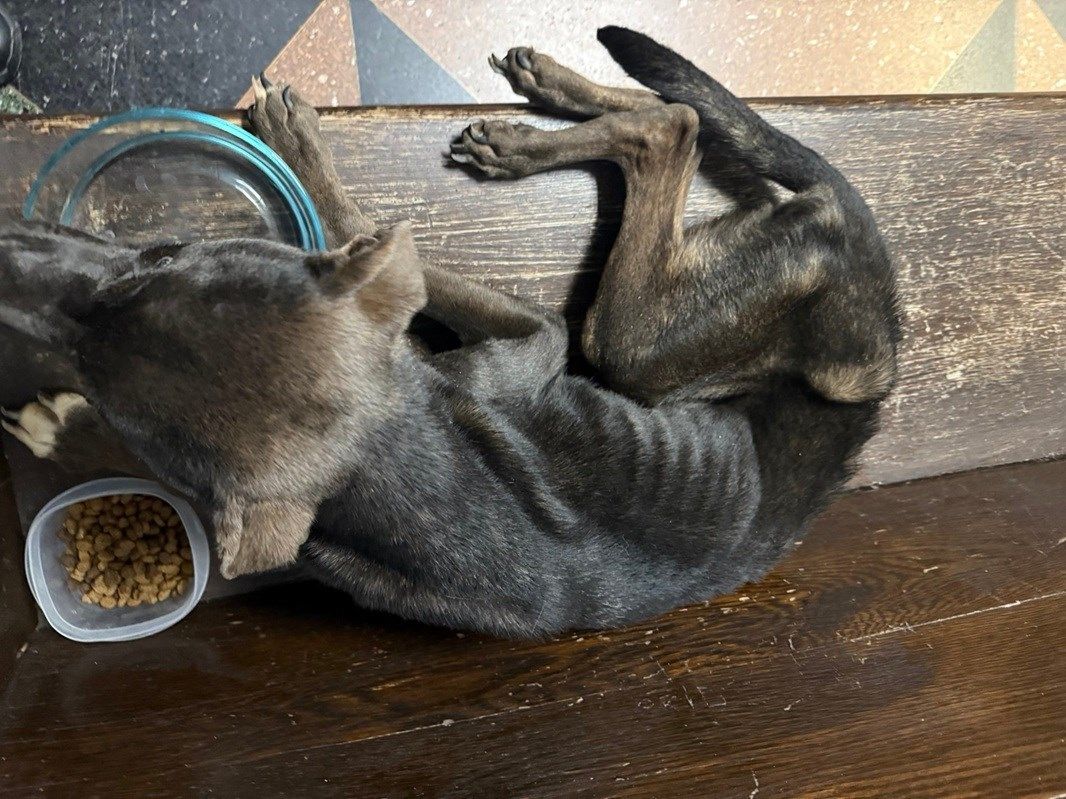 East Liverpool Police probe into malnourished, abandoned dog leads to arrest