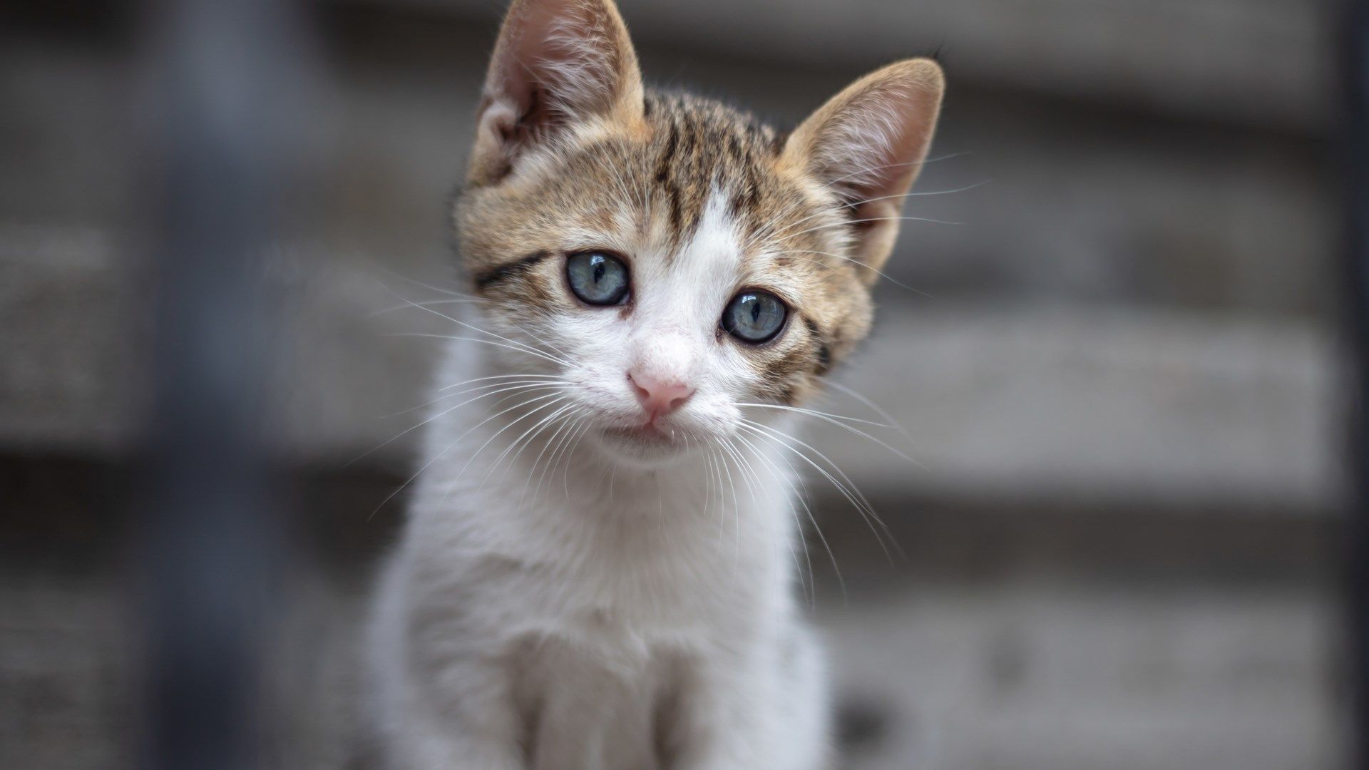 City of Girard working to address influx of stray cats