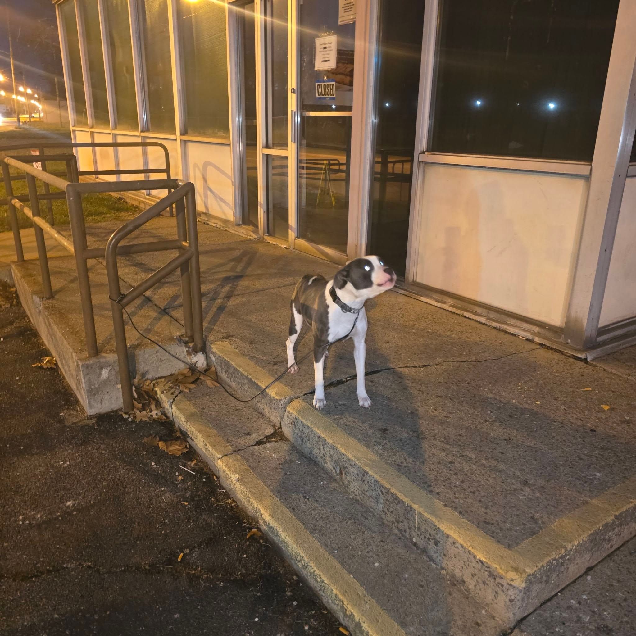 Man sentenced for abandoning dog near Warren Family Mission