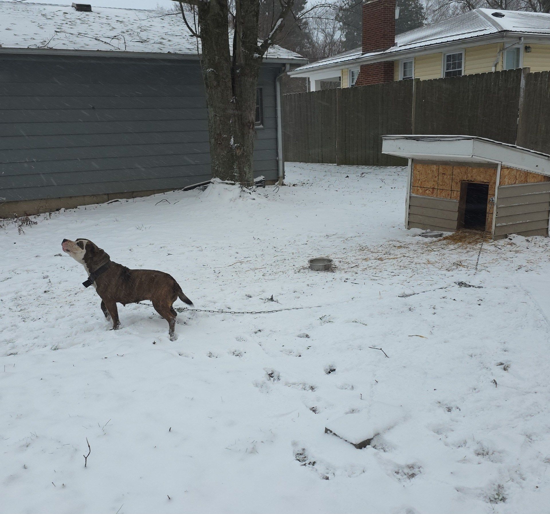 Dog found tethered outside of Liberty Township residence