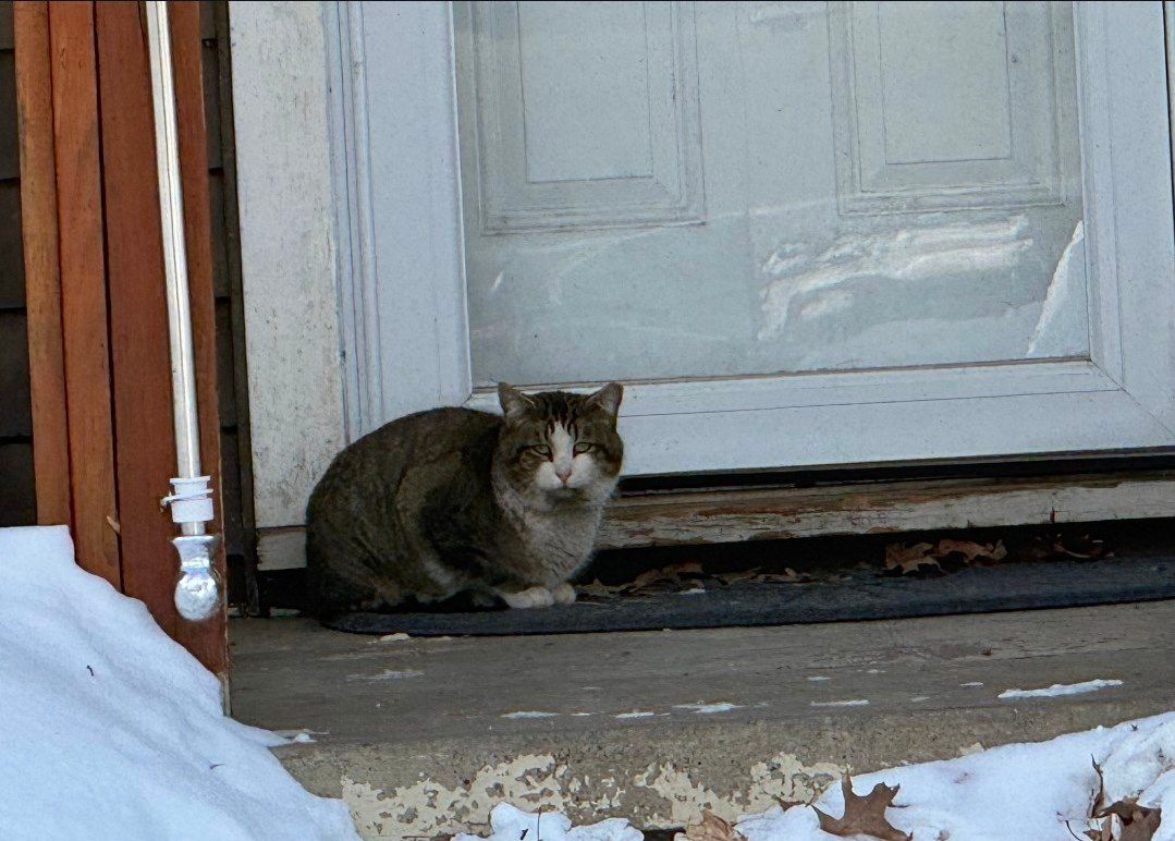 Salem trap and release project offers feral cats shelter