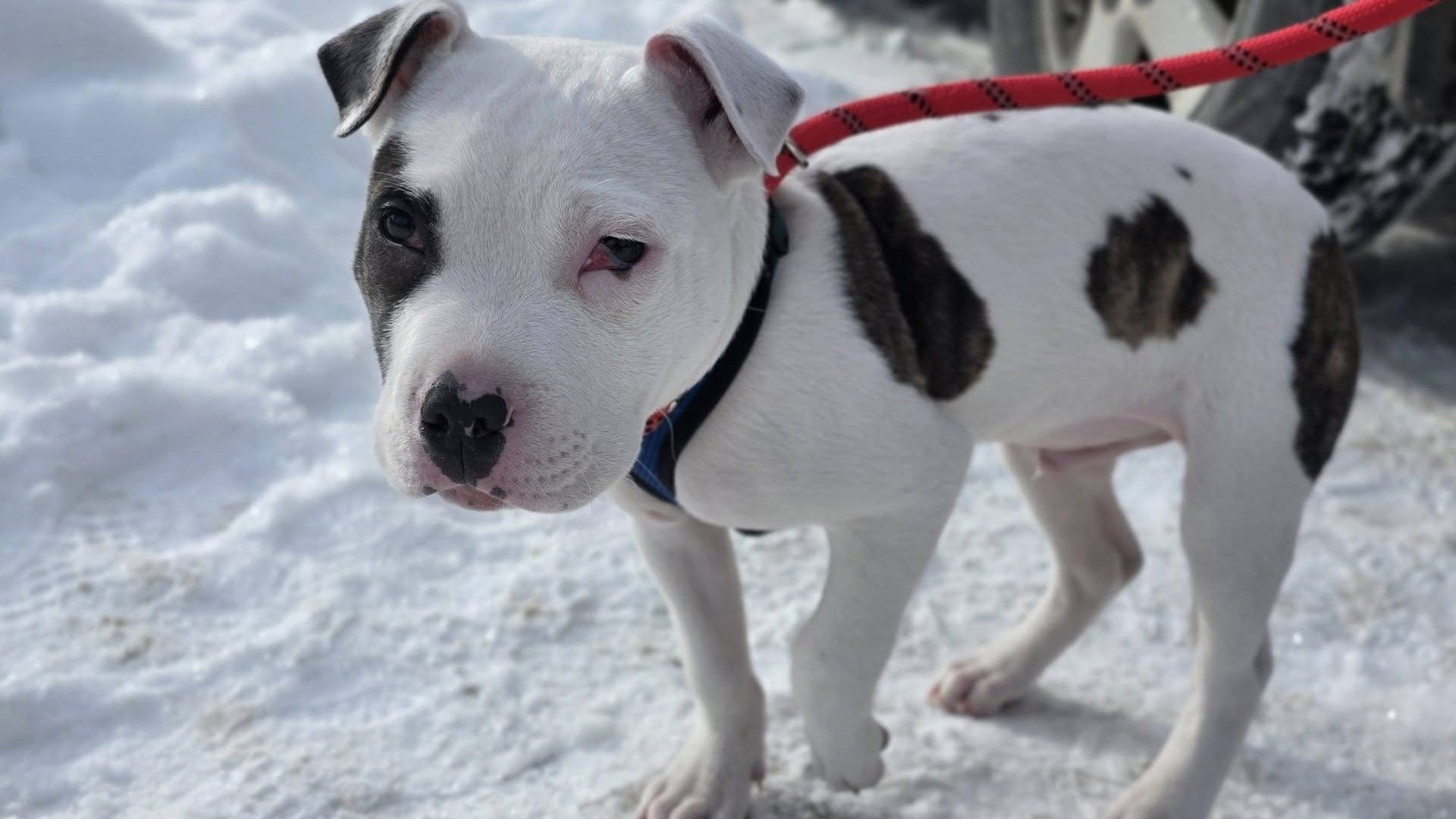 Charges filed after alleged beating of three-month-old puppy in Warren