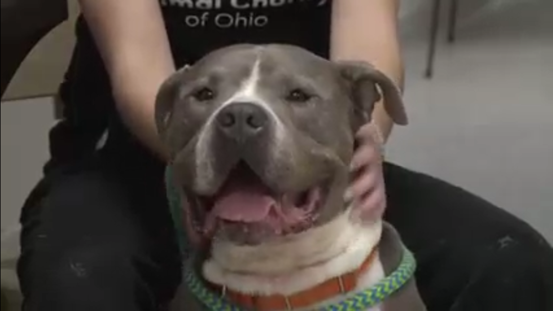 Animal Charity of Ohio hosts open house as it expands open adoption hours