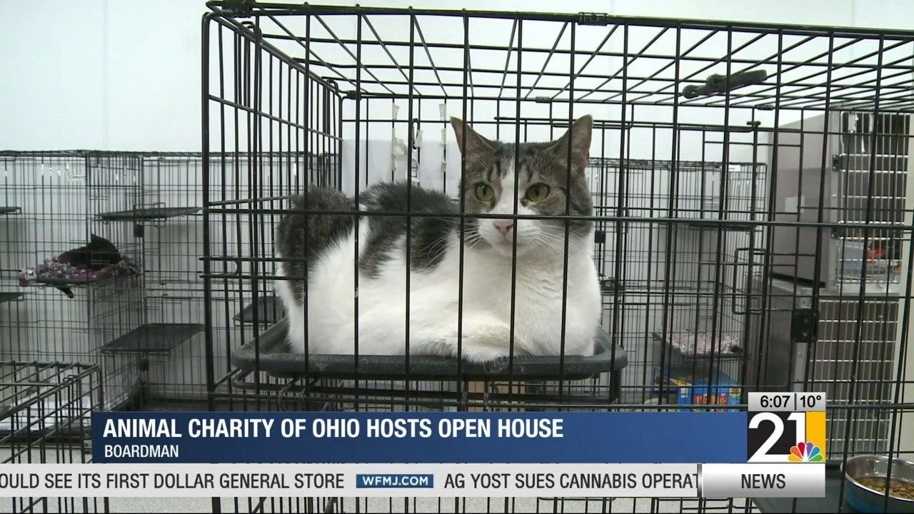 Animal Charity of Ohio hosts open house