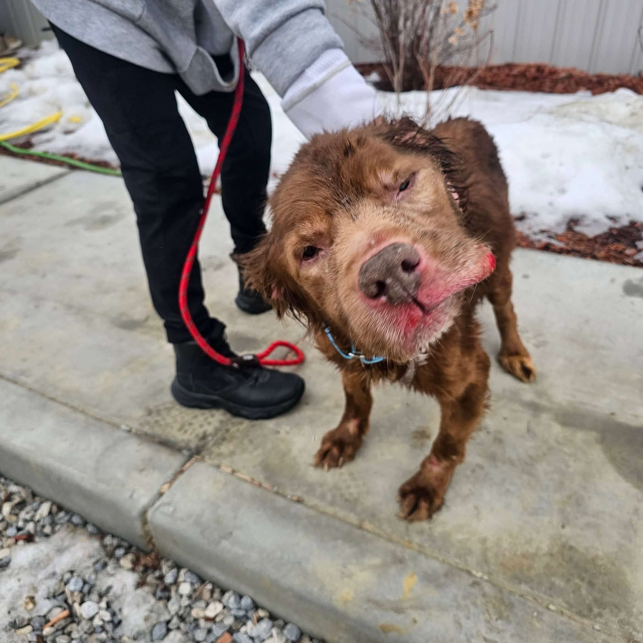 Warren animal shelter offering reward for information in case of three emaciated dogs