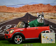 Hubbard dog competing in quarter-finals of America's Favorite Pet Competition