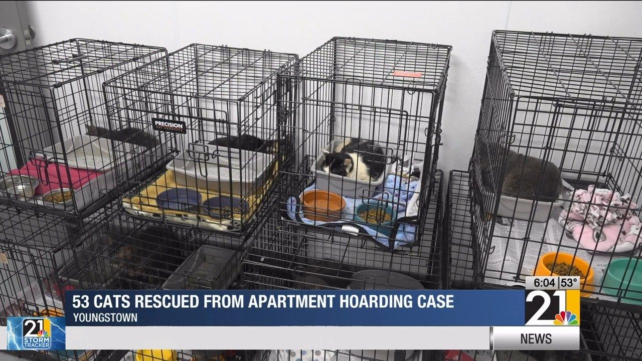 53 cats rescued from apartment hoarding case