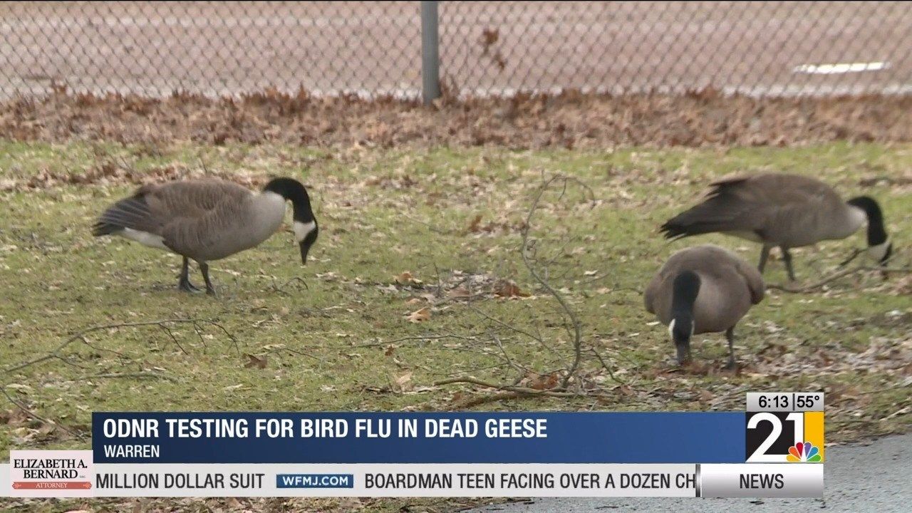 ODNR testing for bird flu in dead geese