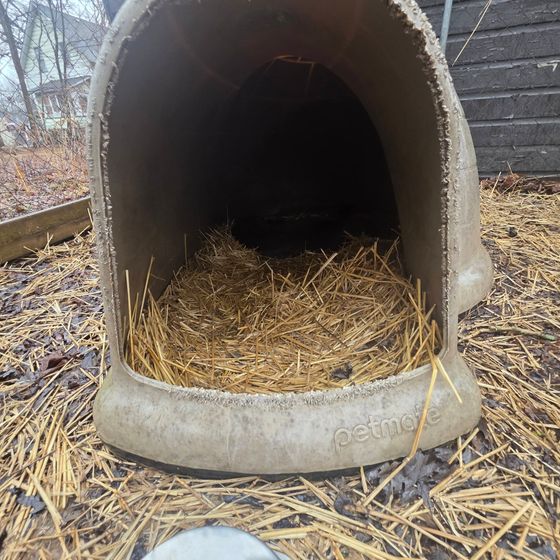 The deceased dog was found with no food or water inside this dog box