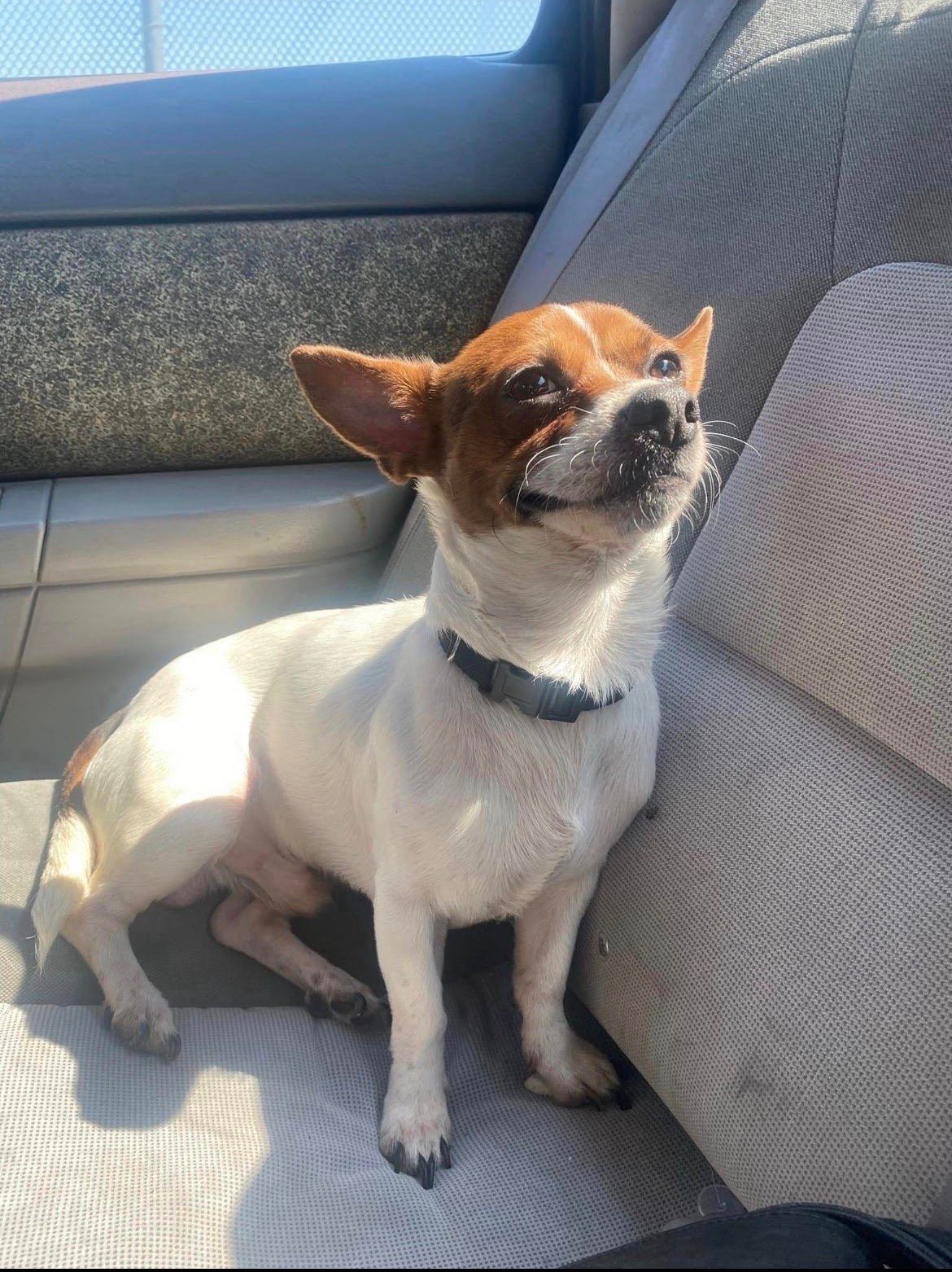 Owner searching for missing dog last seen in Austintown